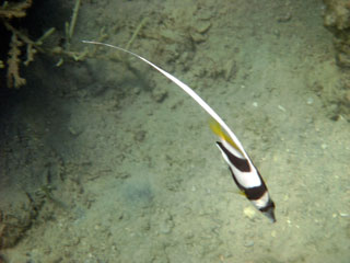 Red Sea Bannerfish