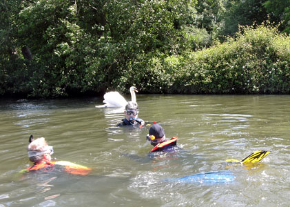 Meeting a passing swan