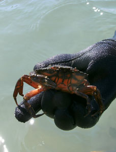 Crab
