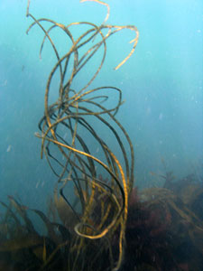 Seaweed