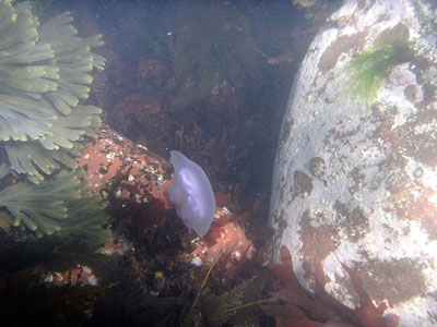Common Moon Jellyfish - Aurelia Aurita