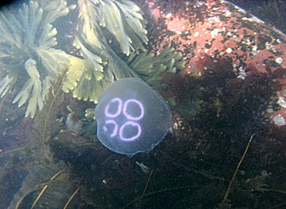 Common Moon Jellyfish - Aurelia Aurita