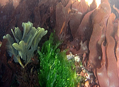 Sea vegetation