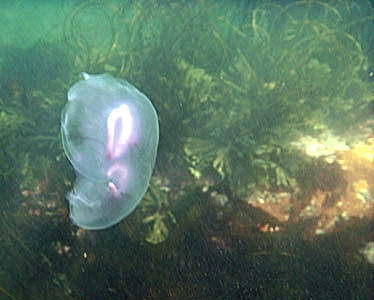 Common Moon Jellyfish - Aurelia Aurita