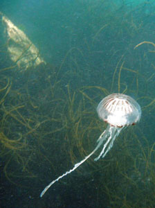Compass Jellyfish