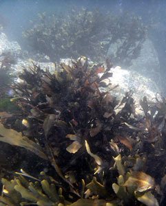 Seaweed