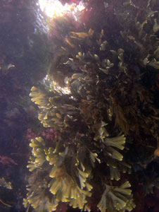 Seaweed