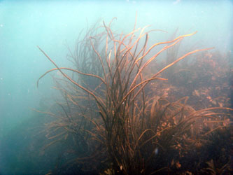 Seaweed