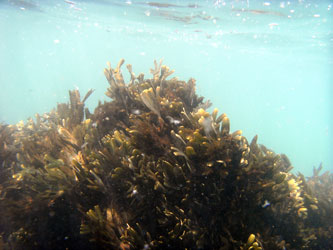 Seaweed