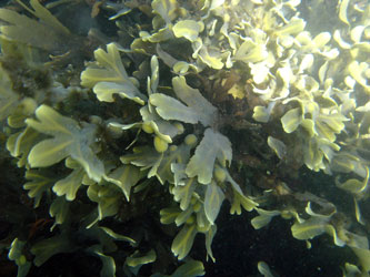 Seaweed