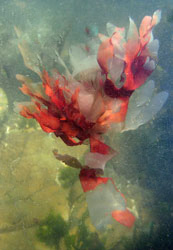 Seaweed