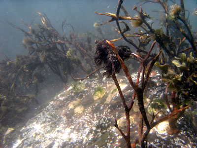 Seaweed