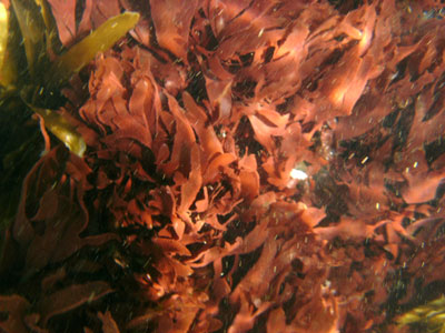 Seaweed