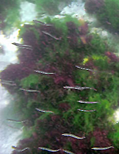 Sand eels