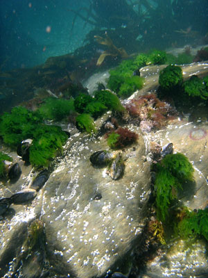 Mussels