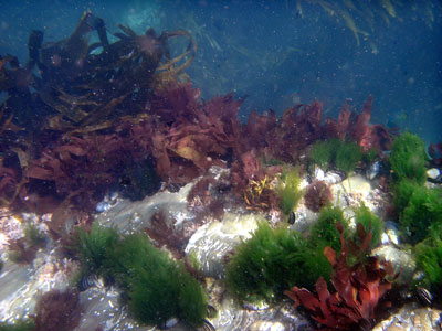 Seabed