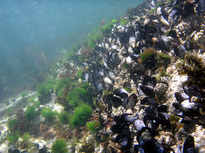 Mussels