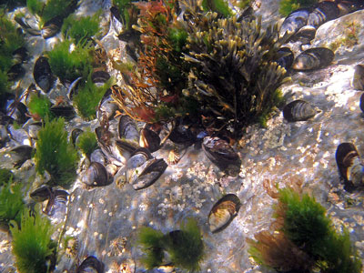 Seabed