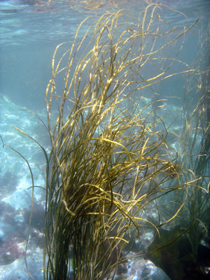 Seaweed