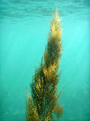 Sea grass