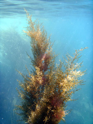 Seaweed