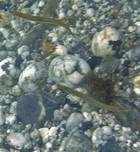 Sand eels