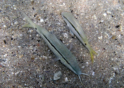 Forsskal's Goatfish