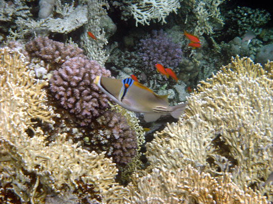 Picasso Triggerfish with Anthias