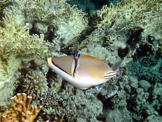 Picasso Triggerfish