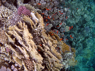 Anthias