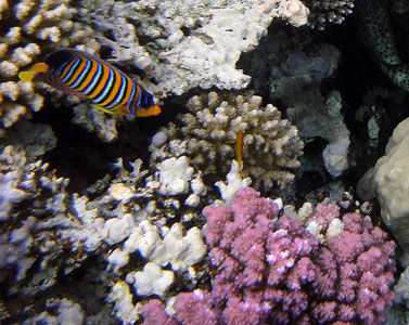 Redgal Angelfish