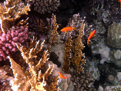 Anthias against the coral
