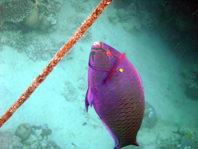 Parrotfish