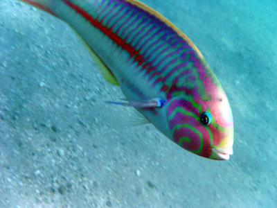 Klunzinger's Wrasse