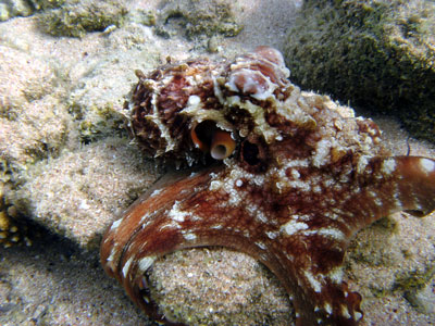 Red Octopus