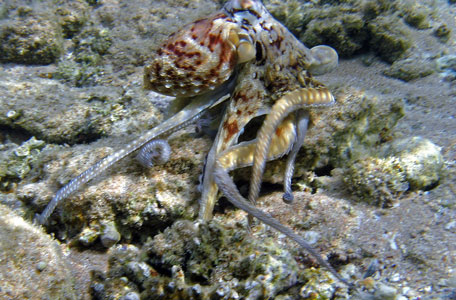 Red Octopus