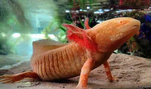 Axolotl - Ambystoma mexicanum