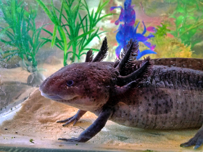Axolotl - Ambystoma mexicanum
