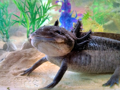 Axolotl - Ambystoma mexicanum
