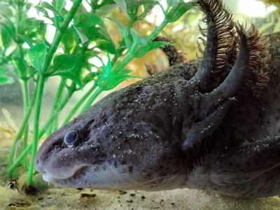 Axolotl - Ambystoma mexicanum