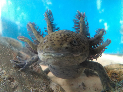 Axolotl - Ambystoma mexicanum