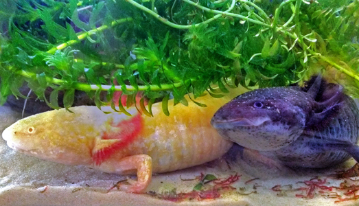 Axolotl - Ambystoma mexicanum
