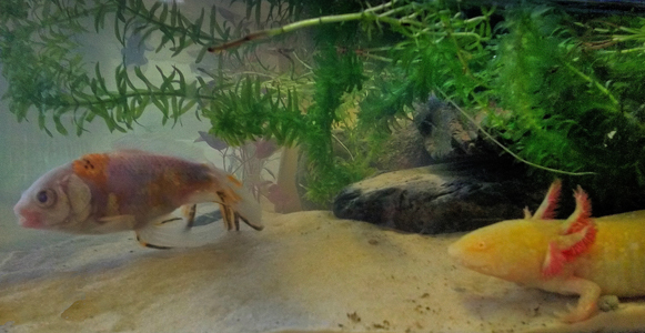 Axolotl - Ambystoma mexicanum