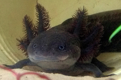 Axolotl - Ambystoma mexicanum