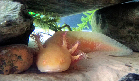 Axolotl - Ambystoma mexicanum