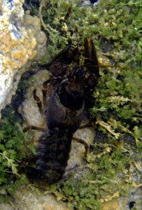 Freshwater Crayfish