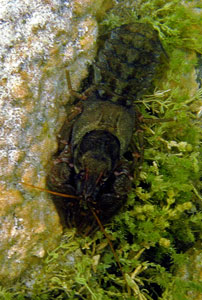 Freshwater Crayfish