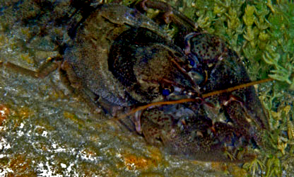 Freshwater Crayfish