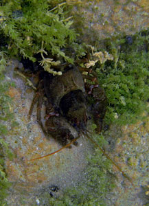 Freshwater Crayfish