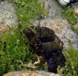 Freshwater Crayfish